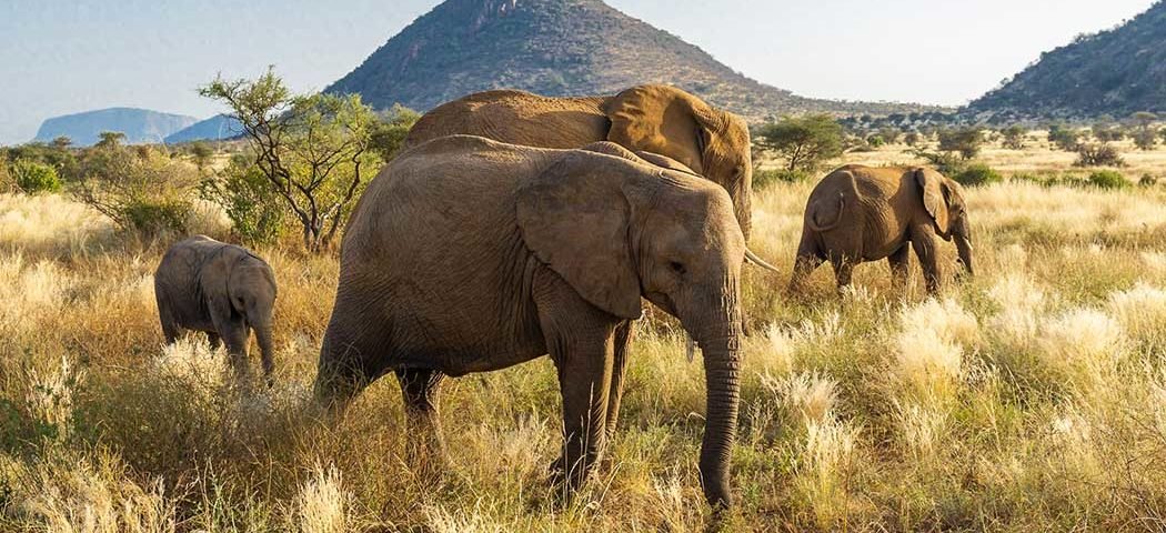 Elefantenherde vor den Bergen während Kenia Safari Reisen