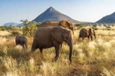Elefantenherde vor den Bergen während Kenia Safari Reisen