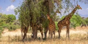 Giraffen stehen im Busch während einer Kenia Safari Rundreise