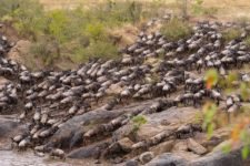Masai Mara Flussüberquerung