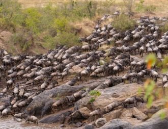 Masai Mara Flussüberquerung