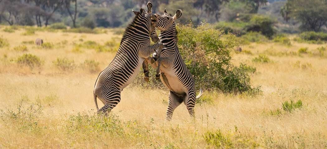 Grevy Zebras