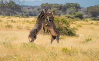Grevy Zebras am kämpfen im Samburu Nationalreserve Grevy Zebras