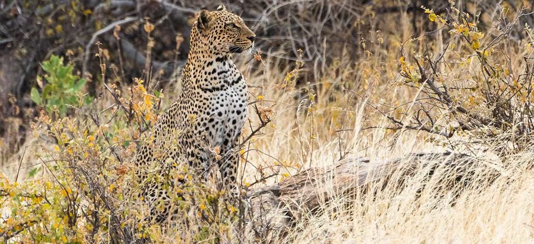 Leopard im Samburu National Reservat bei einer Kenia Safari