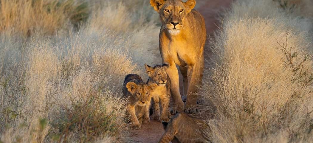 Eine junge Löwenfamilie im Samburu Nationalpark auf einer Kenia Safari Reise begegnet