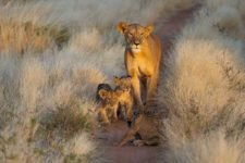 Eine junge Löwenfamilie im Samburu Nationalpark auf einer Kenia Safari Reise begegnet