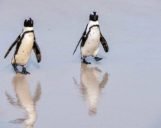 Pinguine kommen aus dem Wasser bei Boulders Beach und spiegeln sich im Sand Südafrika