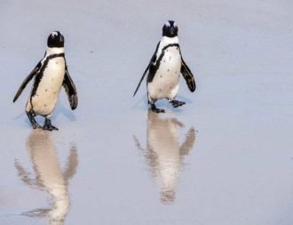 Pinguine kommen aus dem Wasser bei Boulders Beach und spiegeln sich im Sand Südafrika