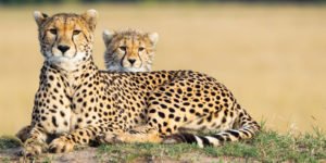 Geparden in der Masai Mara