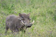 Warzenschwein im Sweetwaters Game Reserve