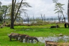Zebras während einer Kenia Safari am Lake Nakuru
