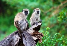 Auf Tansania Safari Reisen Affen im Manyara Nationalpark sehen