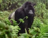 Auf Uganda Safari Reisen einem Berggorilla im Bwindi Nationalpark begegnet