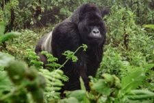 Auf Uganda Safari Reisen einem Berggorilla im Bwindi Nationalpark begegnet