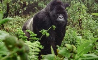 Berggorilla im Bwindi Nationalpark Auf Uganda Safari Reisen einem Berggorilla im Bwindi Nationalpark begegnet