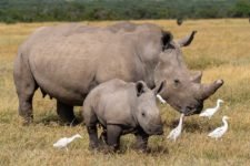 Breitmaulnashorn und Baby im Sweetwaters Game Reservw