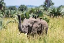 Elefant wird von Vögeln belagert im Murchison Falls während einer Uganda Safari Reise