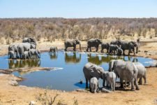 Elefanten im Etosha National Park