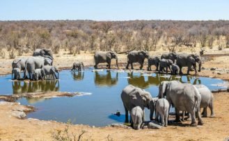 Elefanten im Etosha National Park