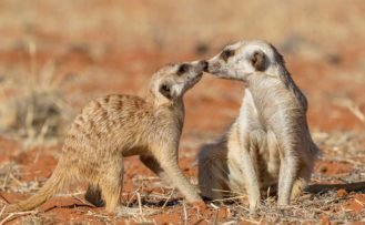 Erdmännchen in der Kalahari während Namibia Safari Rundreisen