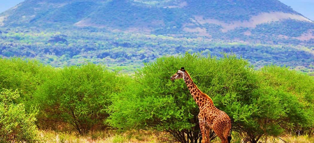 Giraffe steht vor Bäumen im Tsavo West Nationalpark während einer Kenia Safari Reise