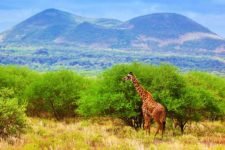Giraffe steht vor Bäumen im Tsavo West Nationalpark während einer Kenia Safari Reise