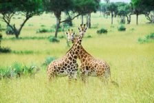 Giraffen im Murchison Falls Nationalpark während Uganda Safari Reisen