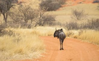 Gnu auf der Strasse der Kalahari während einer Namibia Safari Rundreise
