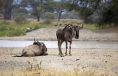 Zwei Gnus am Tarangire River im Tarangire Nationalpark während einer Tansania Safari Rundreise