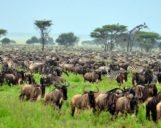 Great Migration in der Serengeti