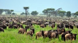 Great Migration in der Serengeti Great Migration in der Serengeti