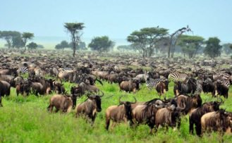 Great Migration in der Serengeti Great Migration in der Serengeti