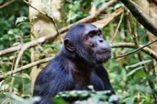 Uganda Safari Reisen im Kibale Forest Nationalpark