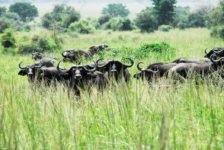 Büffelherde im Kidepo Valley Nationalpark auf einer Uganda Safari Reise gesichtet