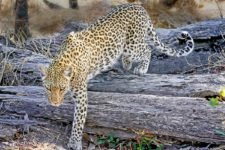 Leopard im Okavango Delta auf Safari in Botswana