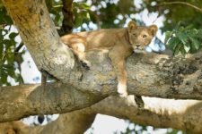 Löwe auf einem Baum im Queen Elizabeth Nationalpark auf Uganda Safari Rundreisen