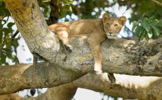 Löwe auf einem Baum im Queen Elizabeth Nationalpark Löwe auf einem Baum im Queen Elizabeth Nationalpark auf Uganda Safari Rundreisen