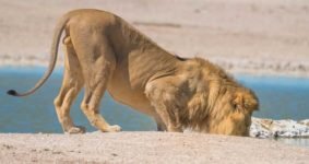 Löwe im Etosha Nationalpark auf Namibia Safari Reise