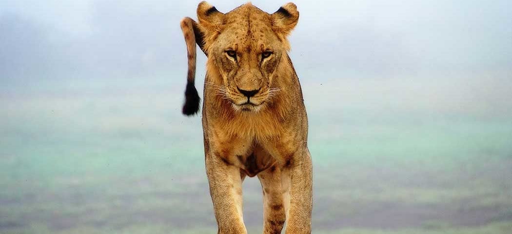 Junger Löwe im Tsavo West Nationalpark während eine Kenia Safari