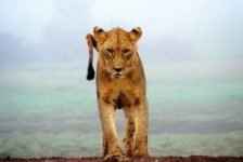 Junger Löwe im Tsavo West Nationalpark während eine Kenia Safari