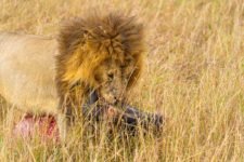 Löwe trägt Gnu in der Masai Mara während einer Kenia Safari Reise