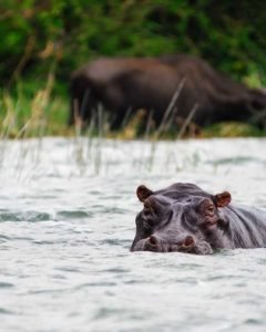 Nilpferd im Kazinga Channel während einer Uganda Selbstfahrerreise