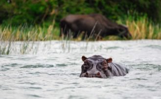 Nilpferd im Kazinga Channel Nilpferd im Kazinga Channel während einer Uganda Selbstfahrerreise