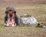 Nilpferde-im-Okavango-Delta