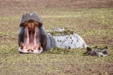 Nilpferde-im-Okavango-Delta