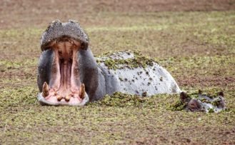 Nilpferde-im-Okavango-Delta