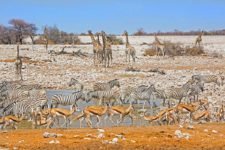 Okaukuejo Waterhole in Etosha während einer Namibia Safari Rundreise