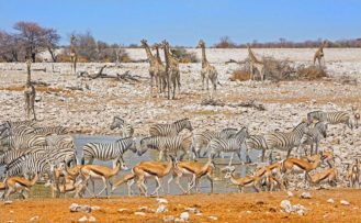 Okaukuejo Waterhole in Etosha während einer Namibia Safari Rundreise