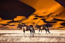 Tierbeobachtungen in Namibia: Oryx im Sossusvlei