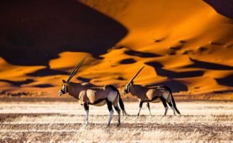 Tierbeobachtungen in Namibia: Oryx im Sossusvlei